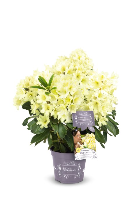 Rhododendron Easydendron Dufthecke gelb