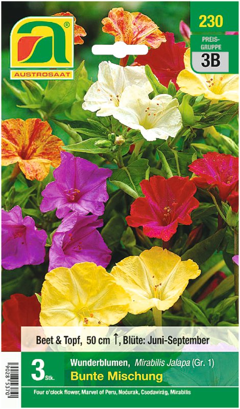 Mirabilis jalapa