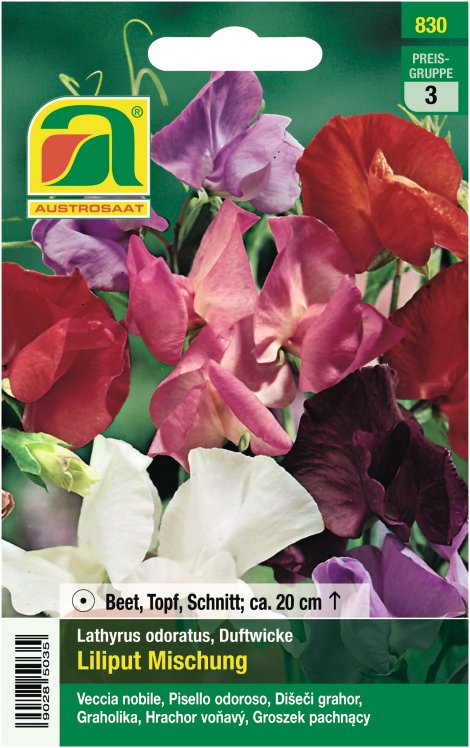 Lathyrus odoratus Edelwicke Liliput Mischung