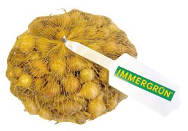 IMMERGRÜN Steckzwiebel Frühjahr Gelb 400 g