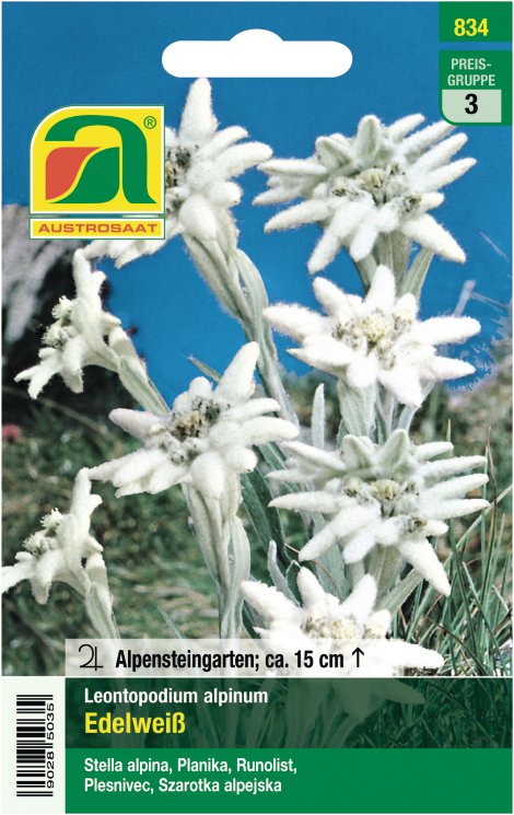 Leontopodium Edelweiß