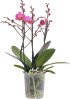 Schmetterlingsorchidee - Phalaenopsis Compactum