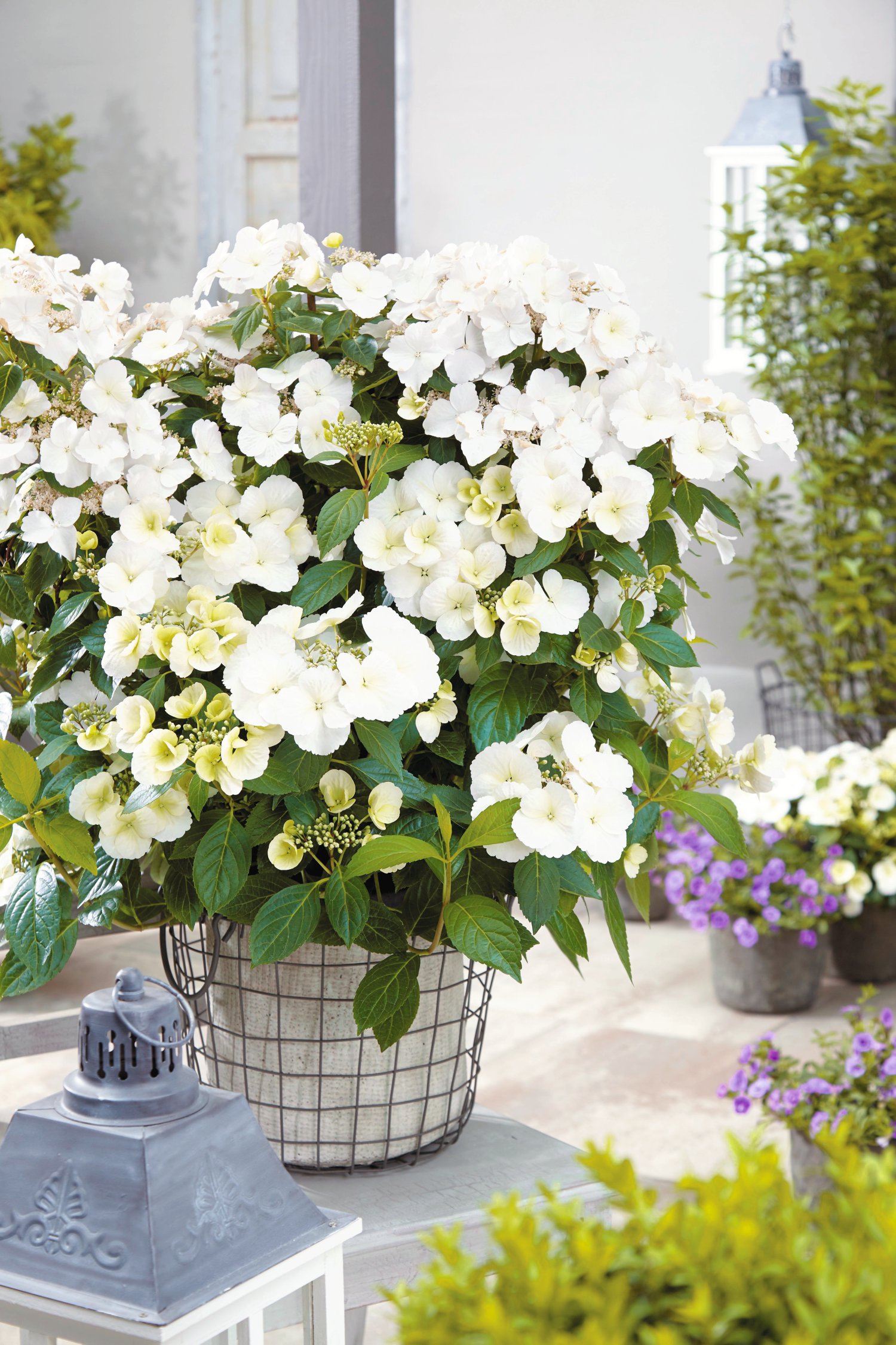 Bauernhortensie - Hydrangea mac. Runaway Bride