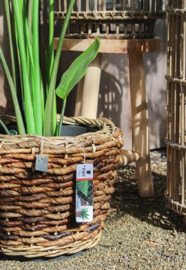 DRYPOT Pflanzkübel Bananenblatt ø 36 cm