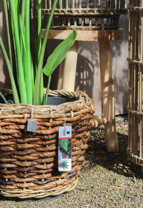 DRYPOT Pflanzkübel Bananenblatt ø 52 cm