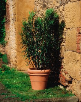 EURO3PLAST Pflanztlopf Doppio Bordo Terrakotta