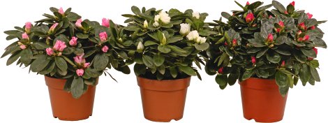 Rhododendron SimsII 12 cm-Topf