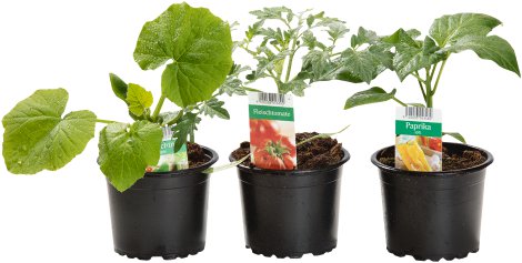 Bio-Gemüsejungpflanze