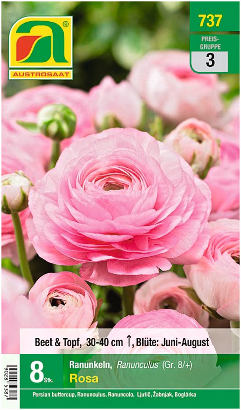 Ranunkeln pink