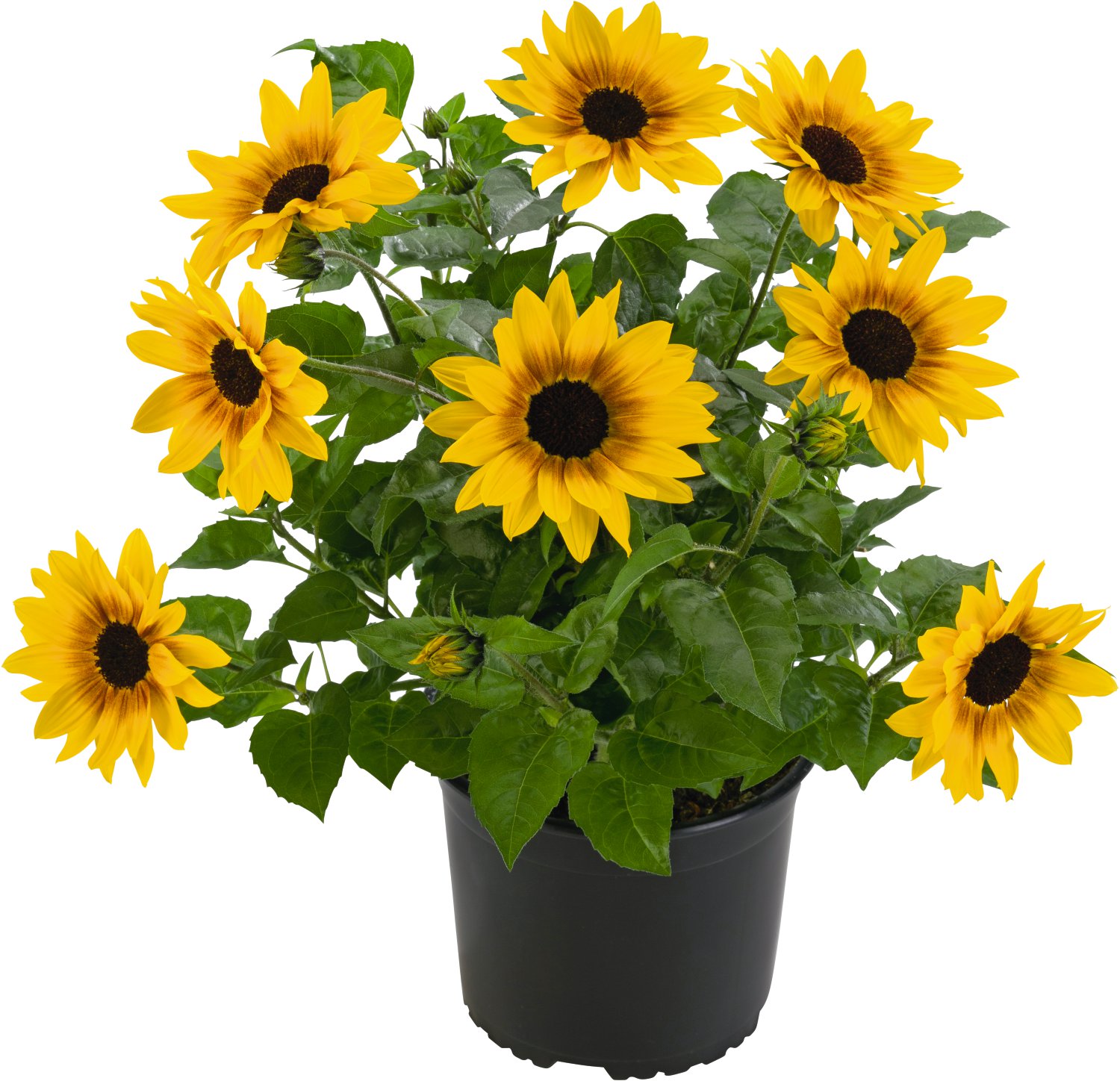 Sonnenblume Helianthus T14