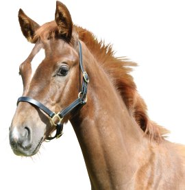 Fohlenhalfter Eco, braun