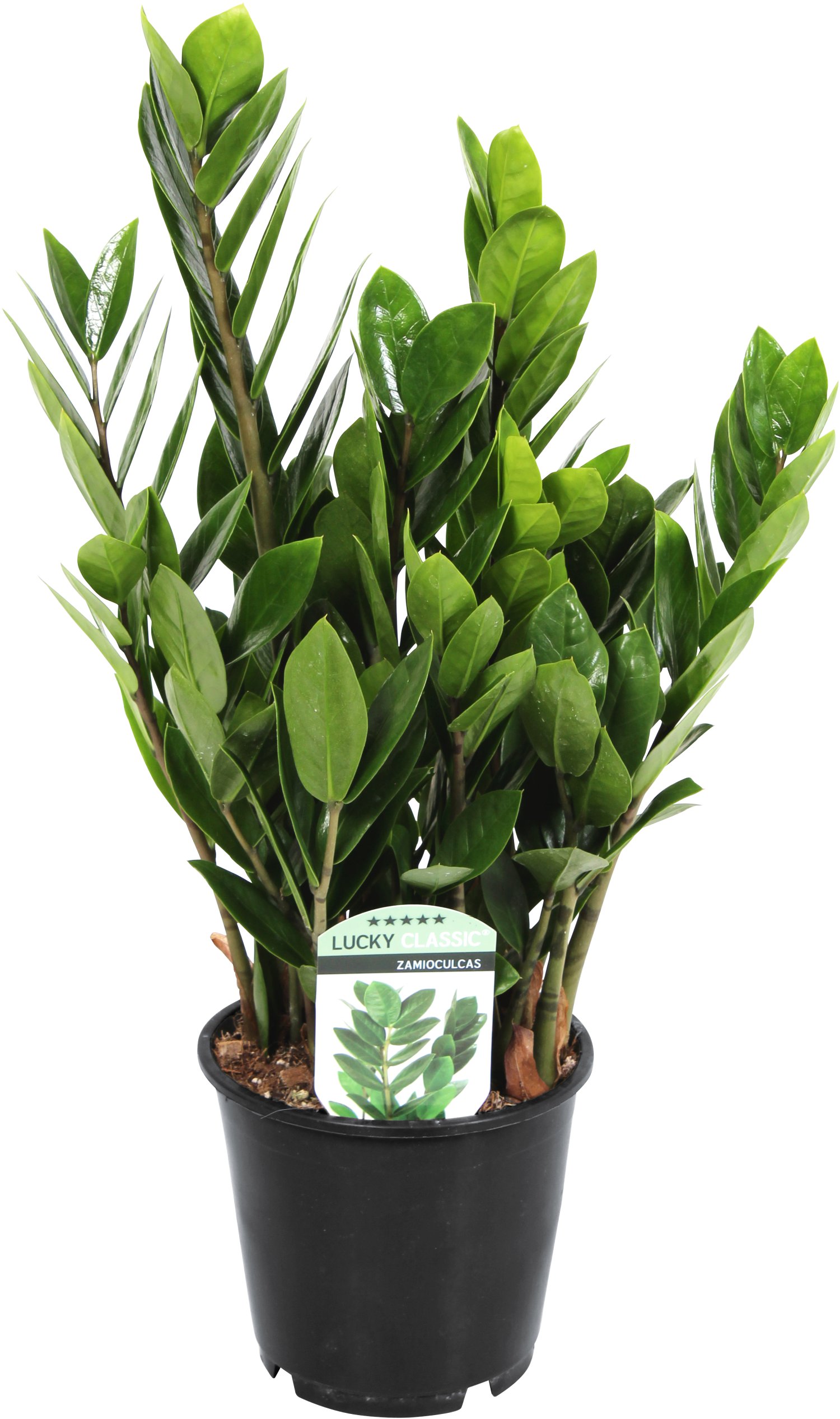 Zamioculcas