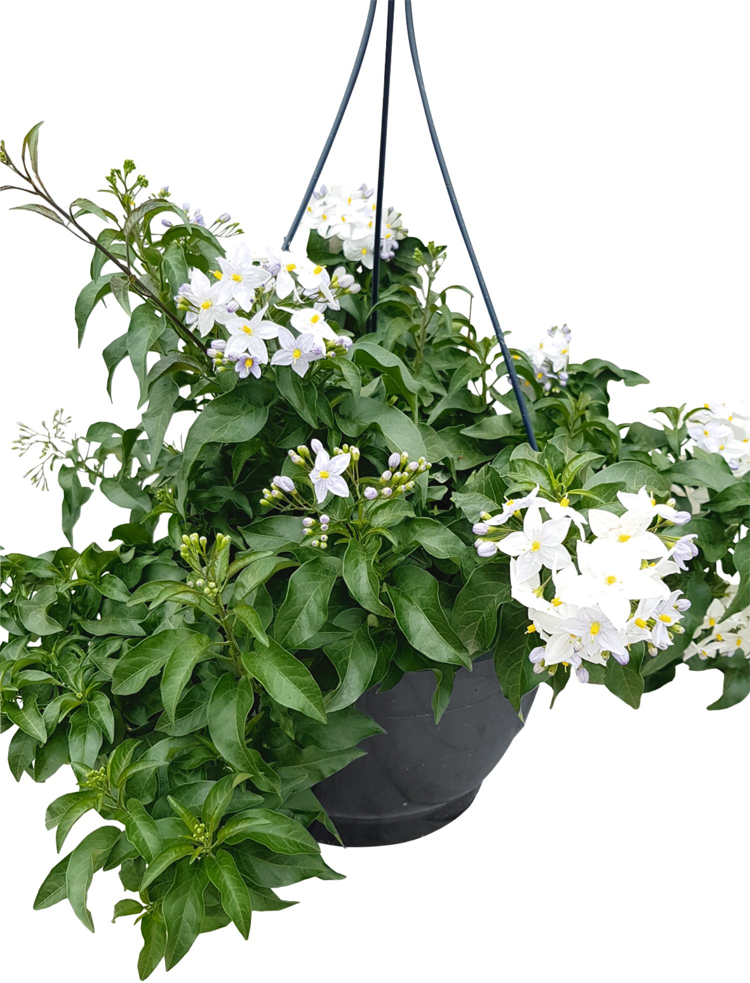 Sommerjasmin 