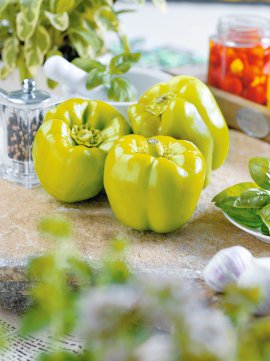 Bio Gemüse-Jungpflanzen