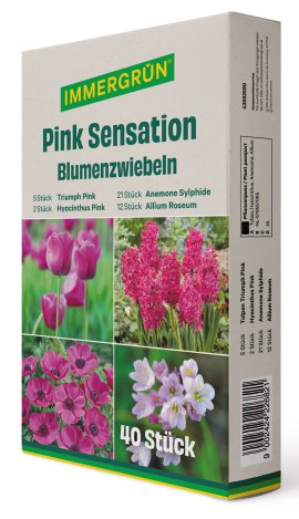 IMMGERGRÜN Blumenzwiebel Pink Sensation