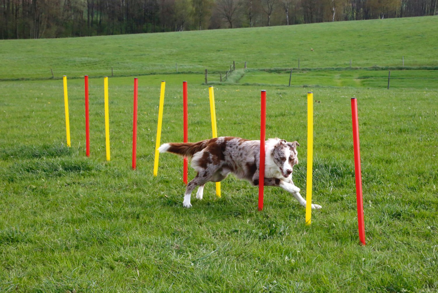 Hüpfstangenset Agility 3-teilig, rot/gelb