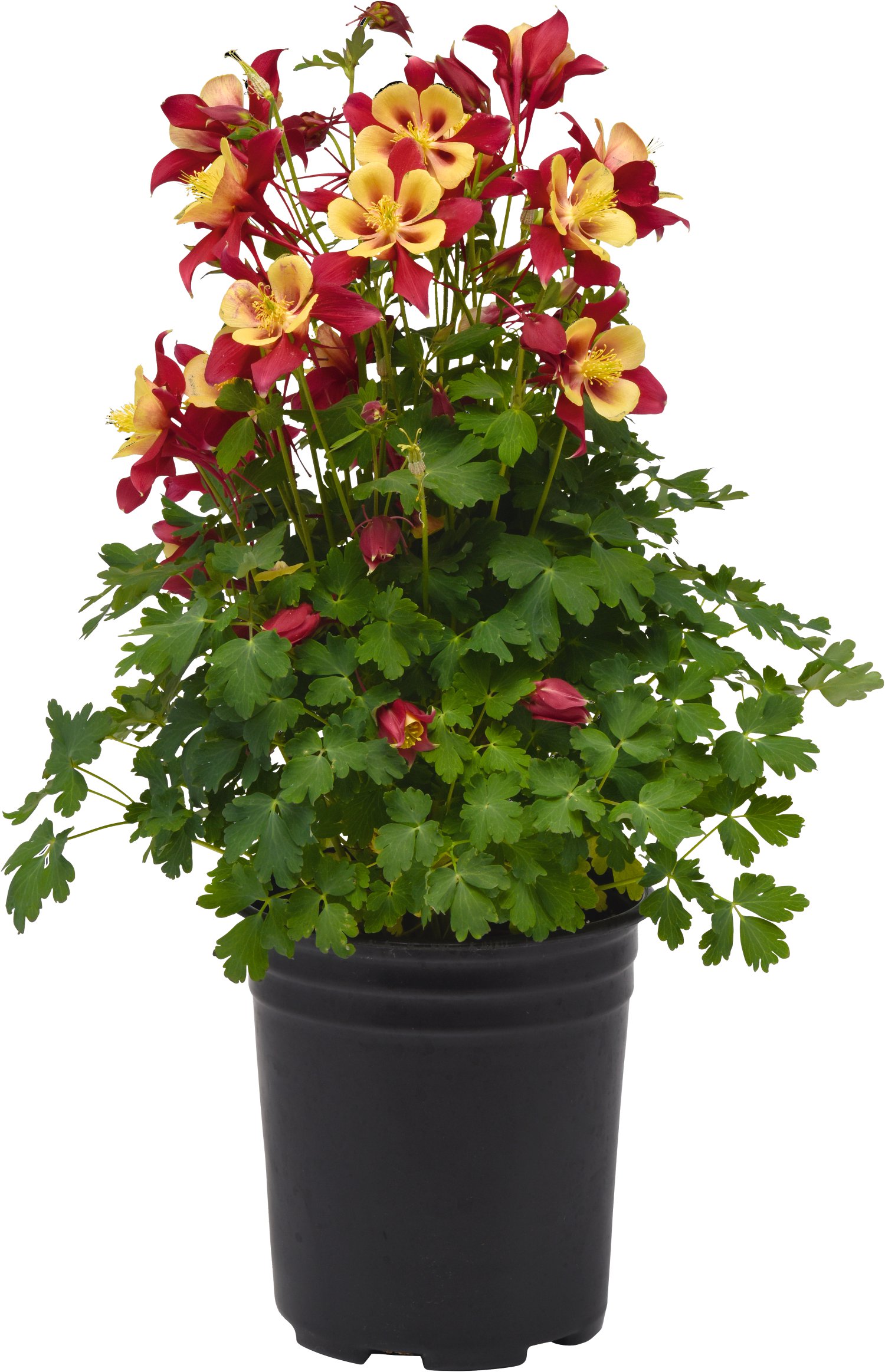 Staudenmix Bauerngarten