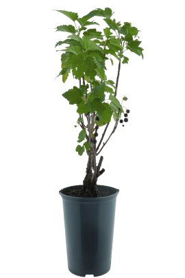 Schwarze Johannisbeere Titania