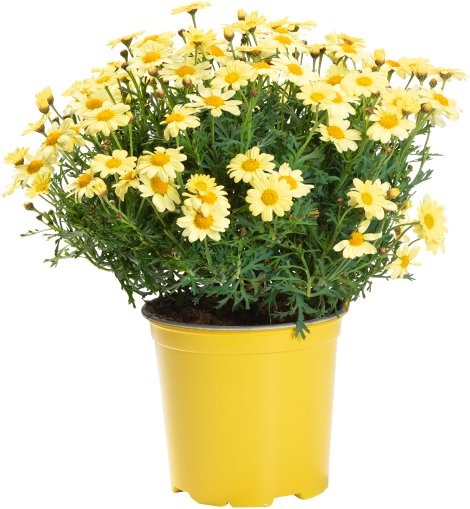 Margerite Busch farbig