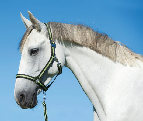 Nylonhalfter Hippo anthrazit/lemon Gr. 1