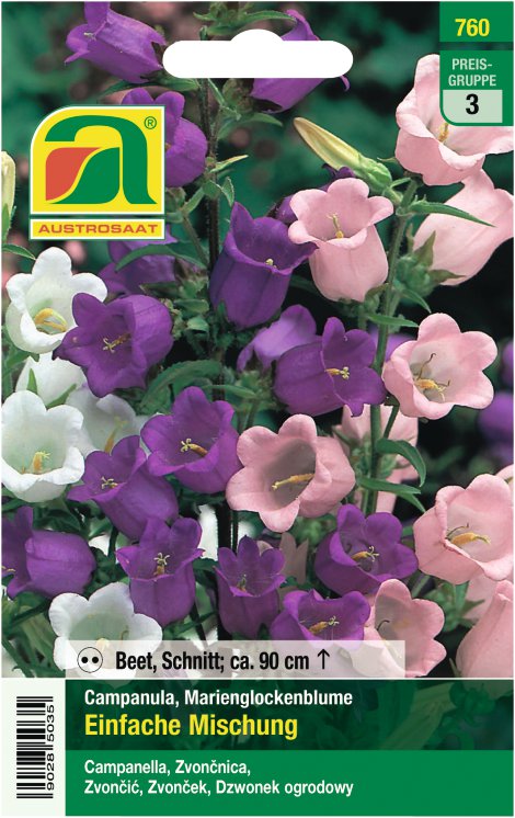 Campanula Marienglockenblumen einfach
