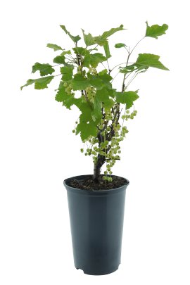 Weiße Johannisbeere Weiße Versailler