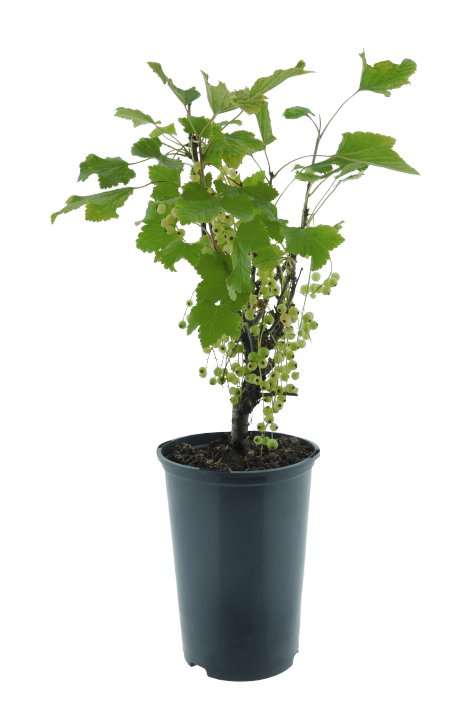 Weiße Johannisbeere Weiße Versailler