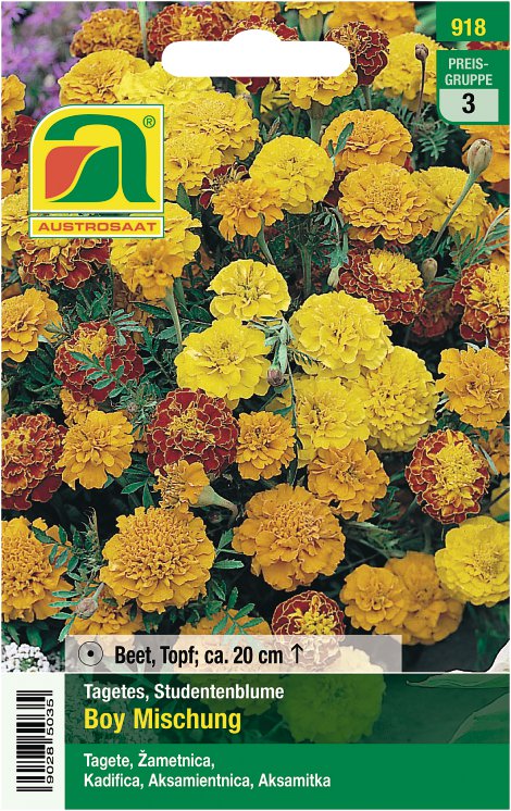 Tagetes Boy Mischung