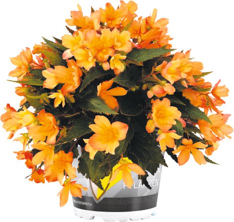Begonie - Begonia Hybrida Intense