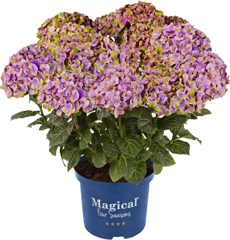 Hortensie- Hydrangea macrophylla Magical