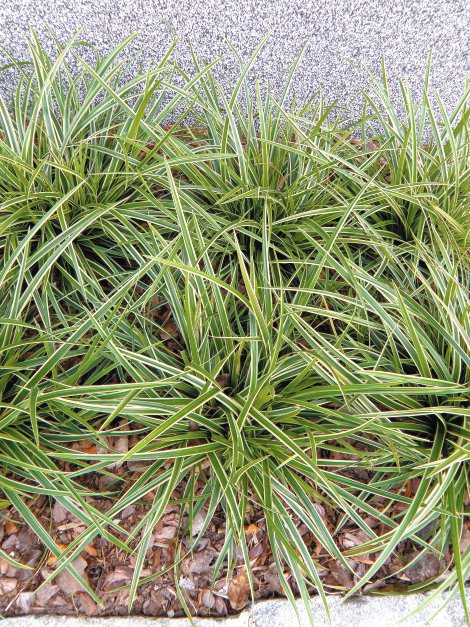Seggen - Carex