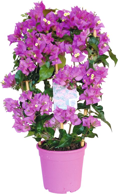 Drillingsblume