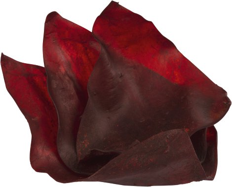 Rinderohr gefärbt, 10 Stk.