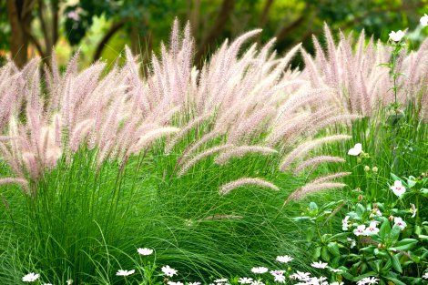 Lampenputzergras - Pennisetum alopecuroides