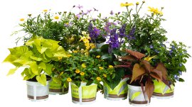 Husarenknopf Aztekengold