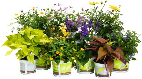 Husarenknopf Aztekengold T10,5