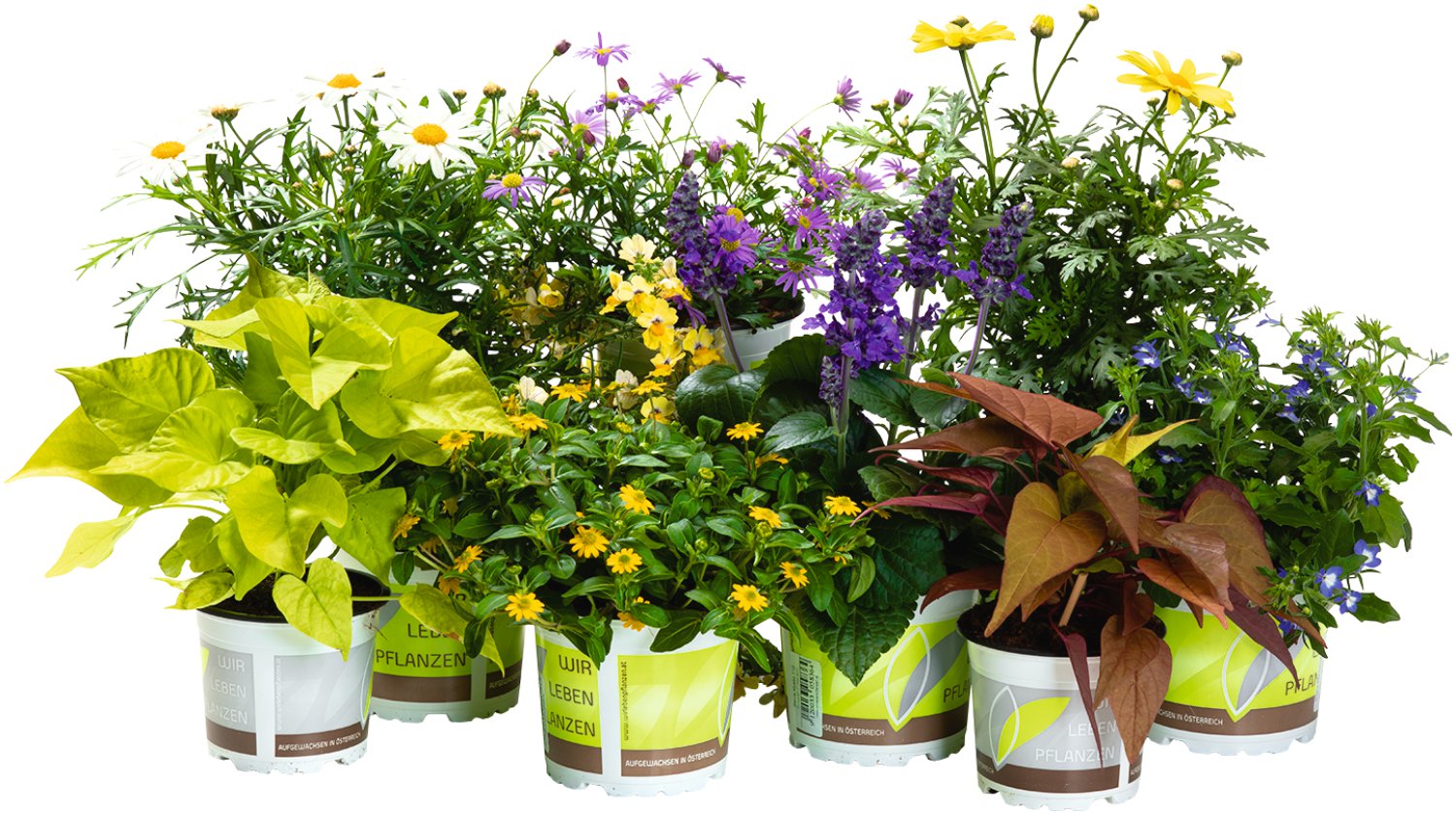 Husarenknopf Aztekengold