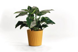 Übertopf Fyre mit Rollen Mango