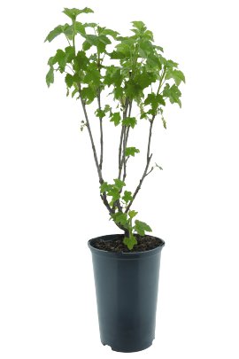 Rote Johannisbeere Jonkheer van Tets