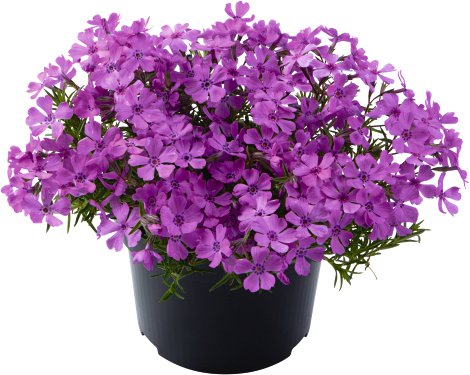 Polster-Phlox - Phlox subulata Garden of Nature