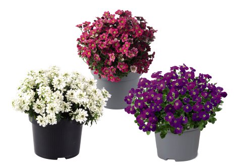 Staudenmix Frühlingsgefühle