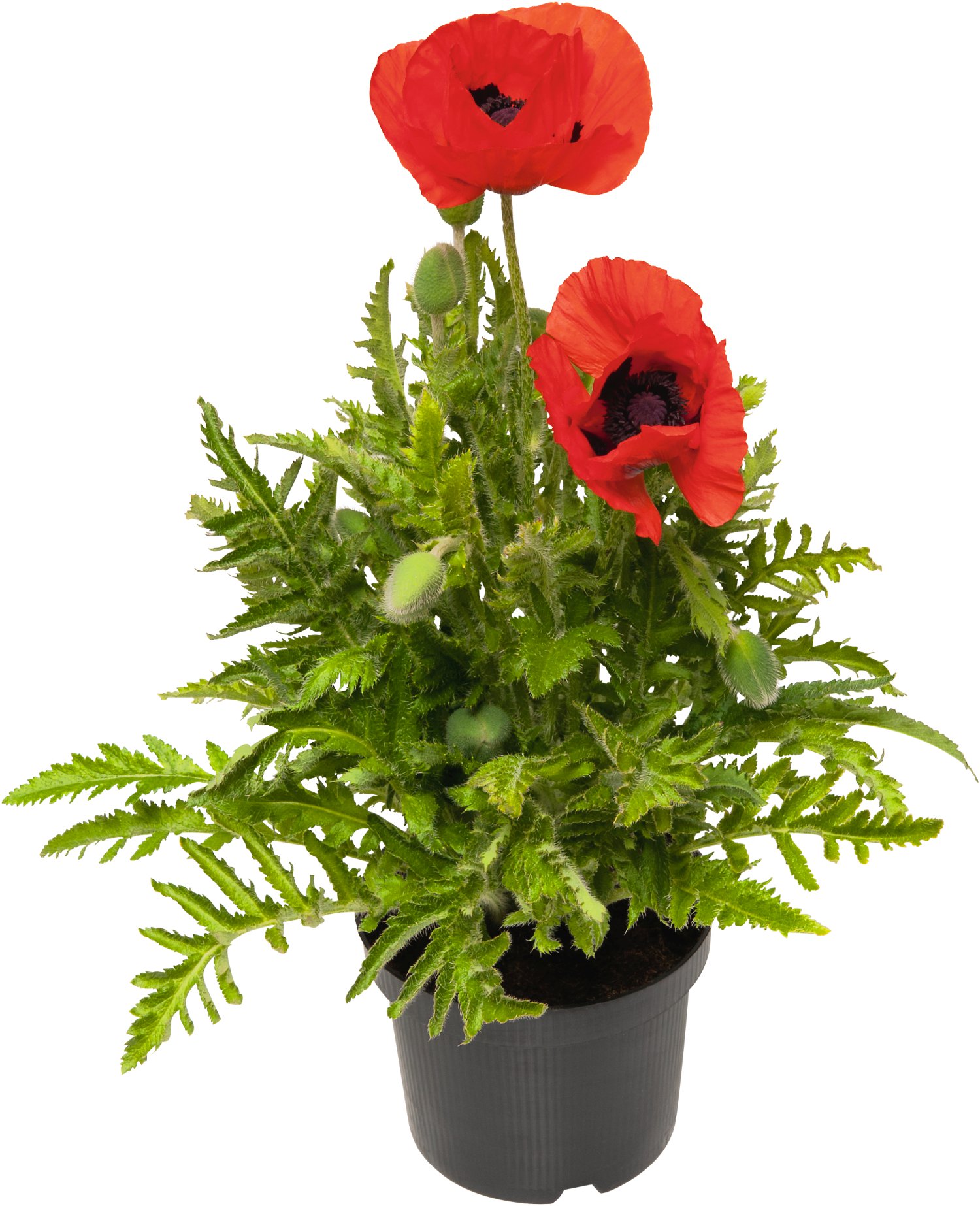 Blütenstaude Garden of Nature