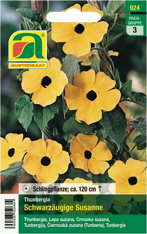Thunbergia alata