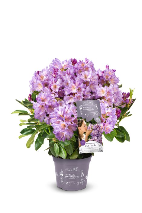 Rhododendron Easydendron Dufthecke lila