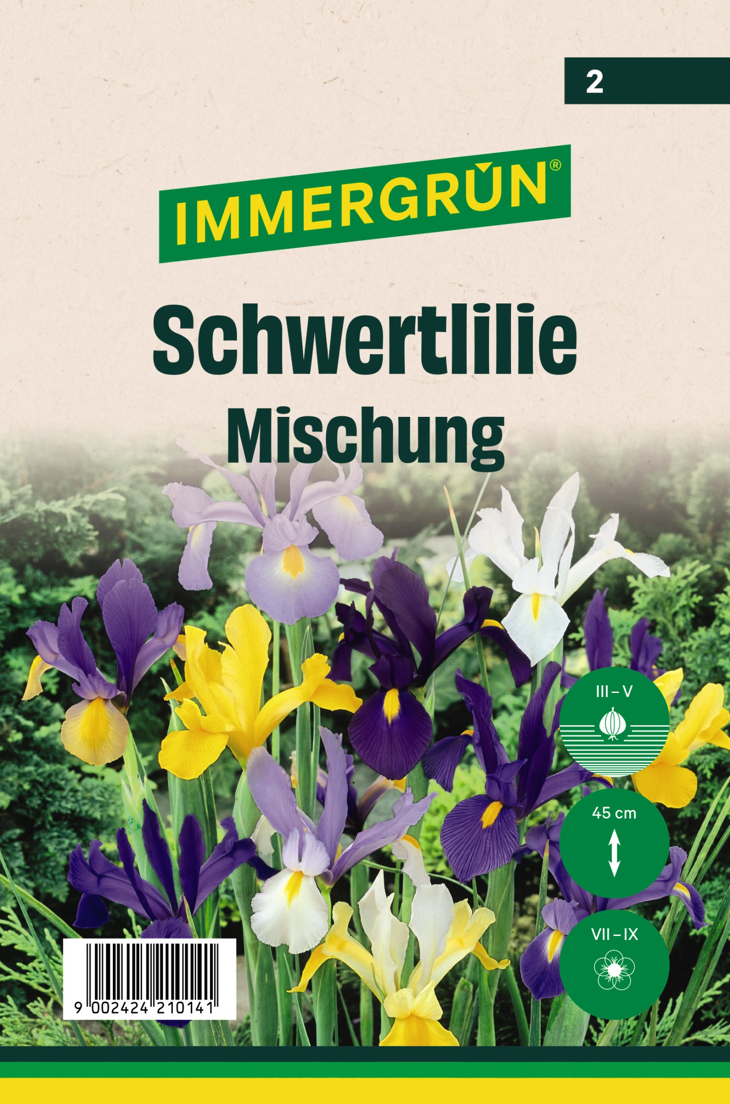 IMMERGRÜN Blumenzwiebel Schwertlilie Mischung