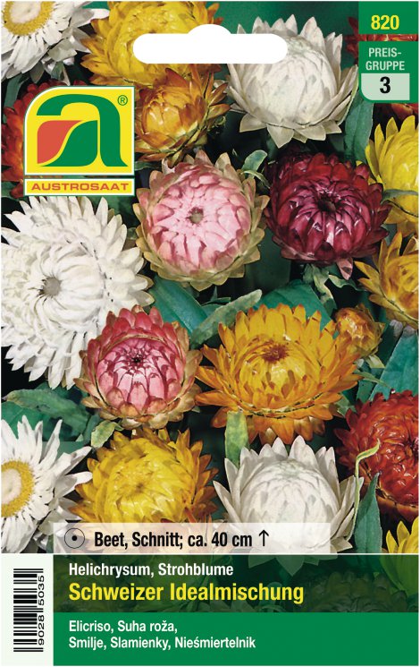 Helichrysum Strohblume