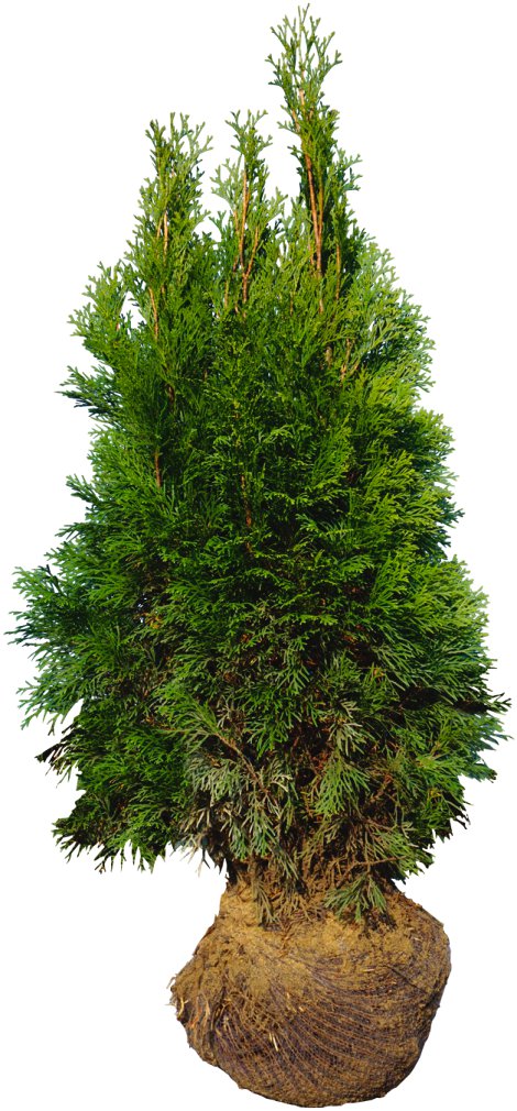Smaragdthuje Occidentalis 80-100 cm