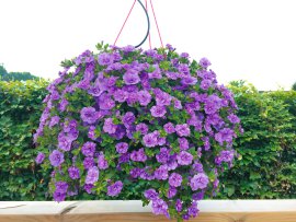 Zauberglöckchen Ampel Calibrachoa Hybrida T25