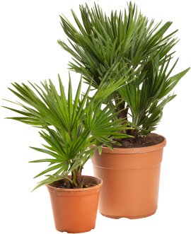Zwergpalme - Chamaerops humilis Siciliana