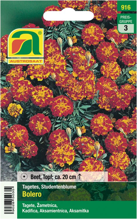 Tagetes Bolero, rot mit gelb
